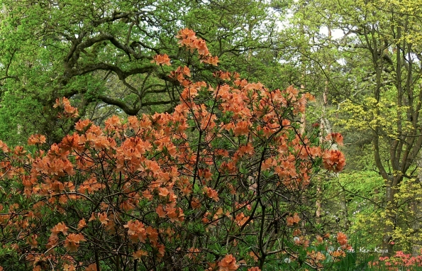 Bois des Moutiers (153) Mai 2012
